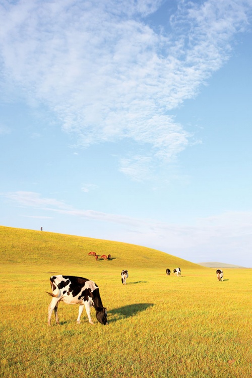 Cows grazing on the rolling hills